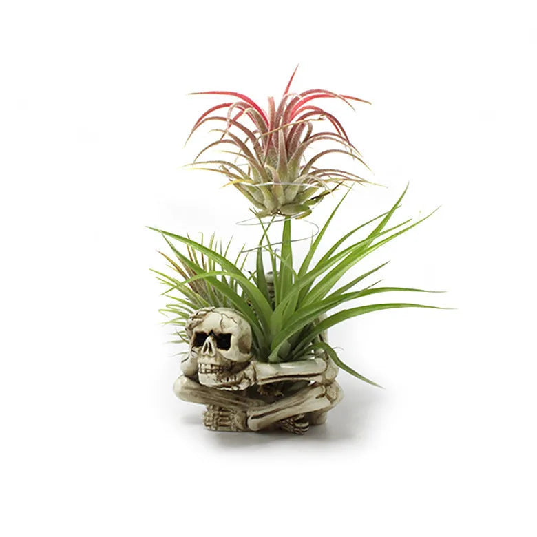Gothic skull resin bracket holding Tillandsia air plant with iron base