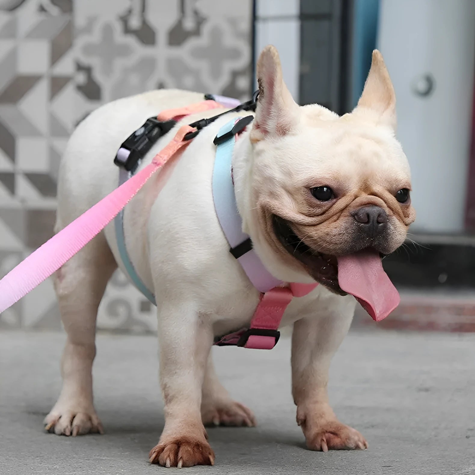 Gradient colour dog harness with polyester construction in purple, blue, neon, or green colour options