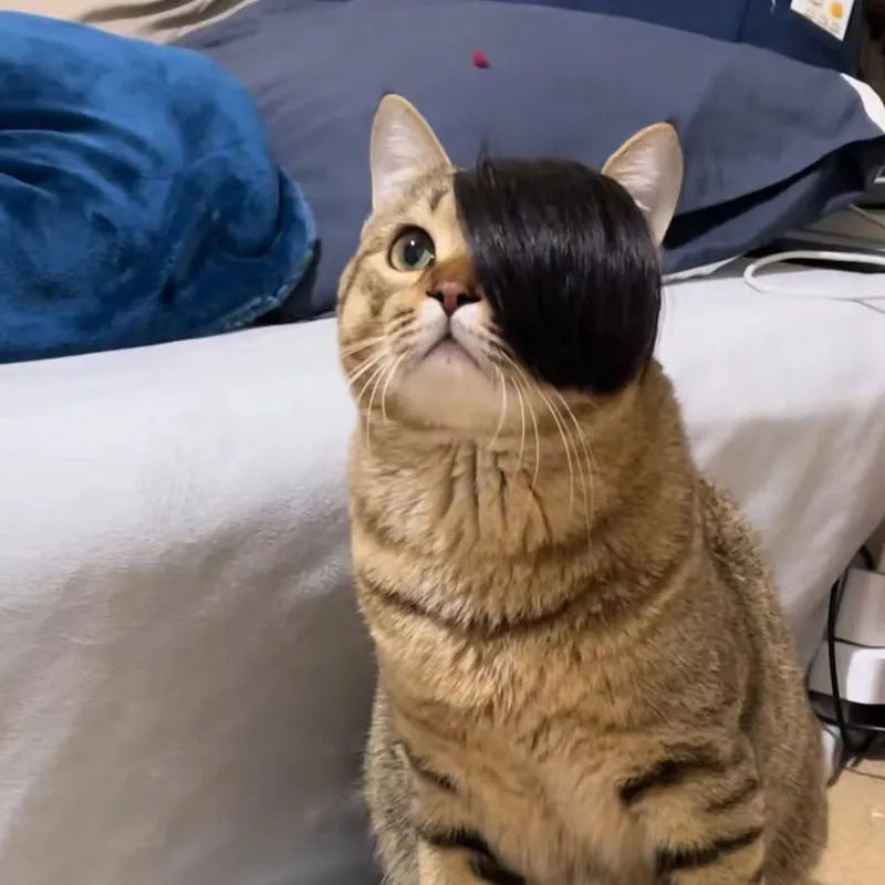 Black polyester pet wig with imitation braid style for cats on a white background