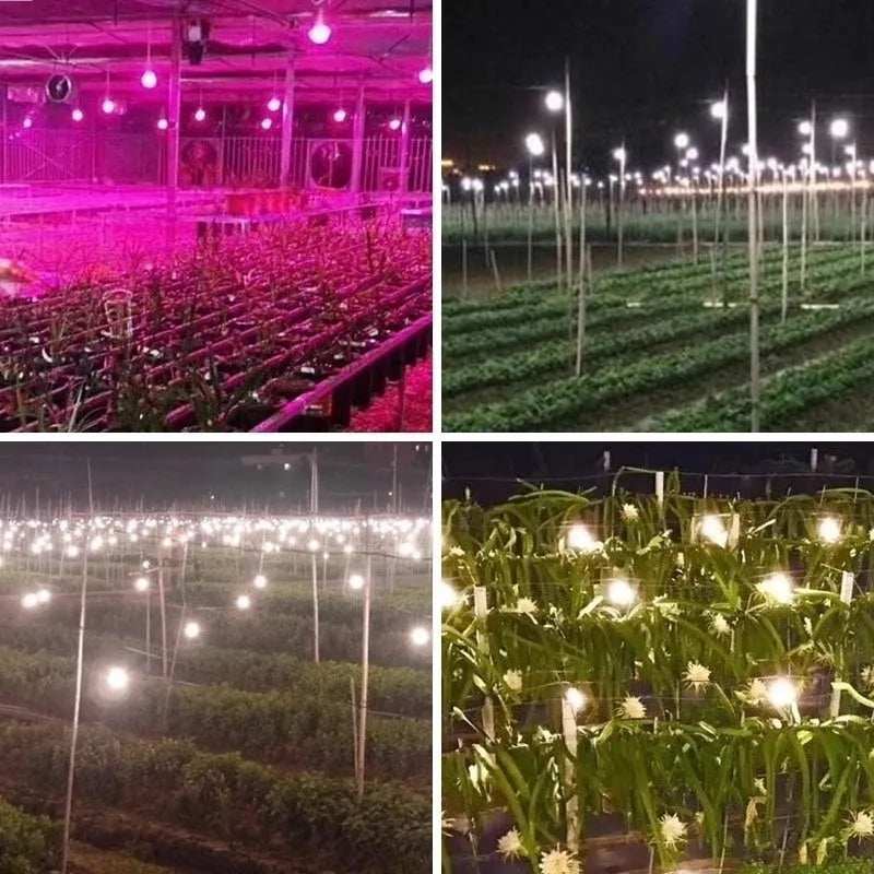 LED plant fill light bulb with PC shell for indoor chrysanthemum succulent dragon fruit passion fruit growing