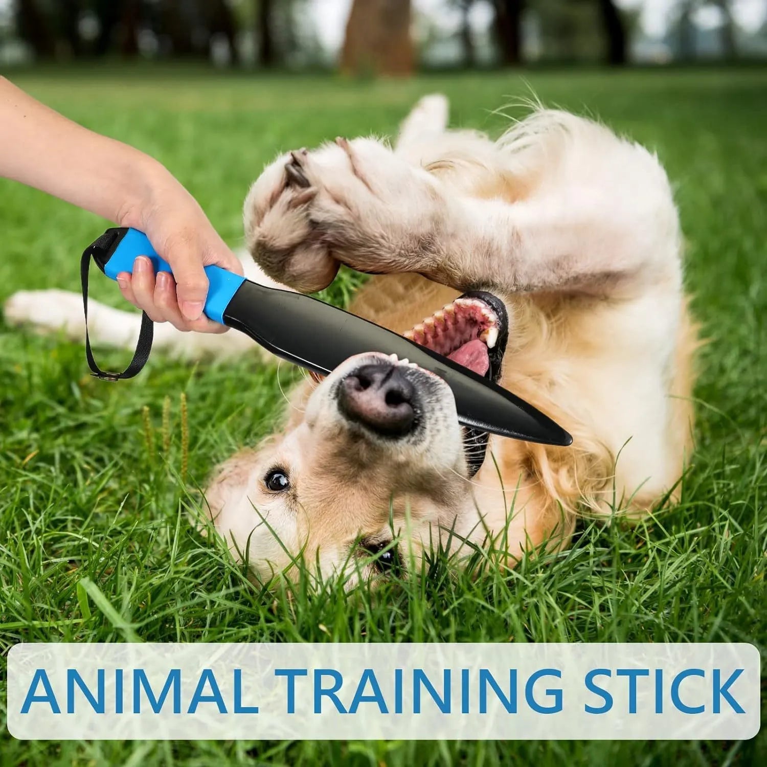 Blue handled nylon dog break stick for training small and medium dogs