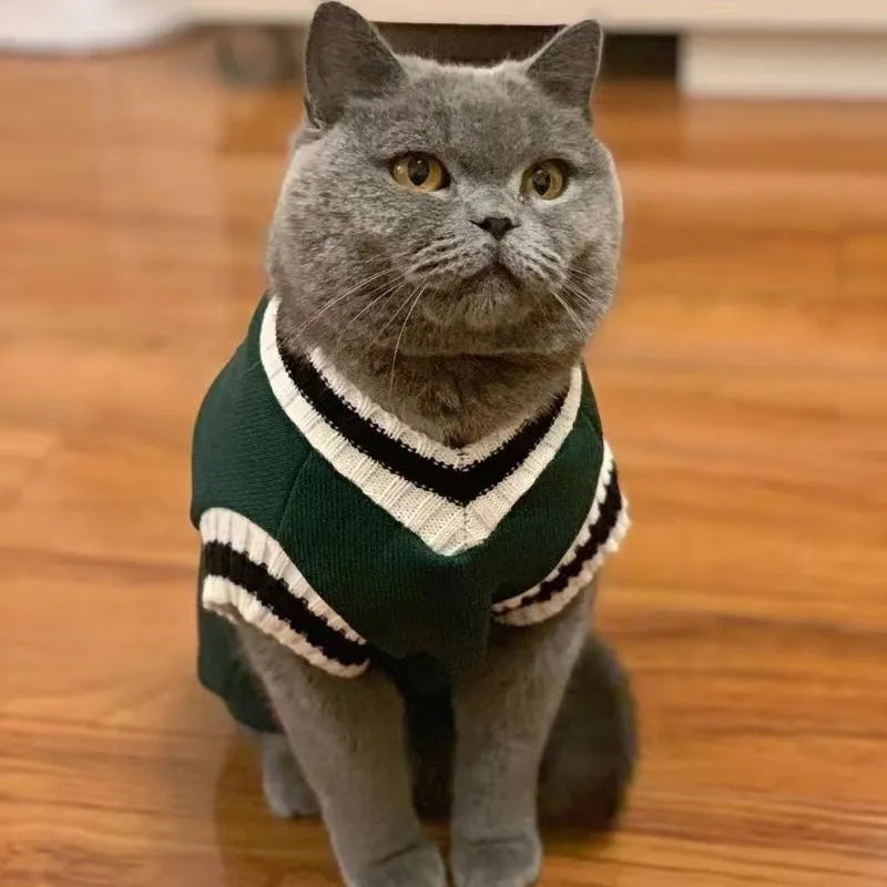 Silver college style winter coat for British Shorthair cat shown in blue duck colour option