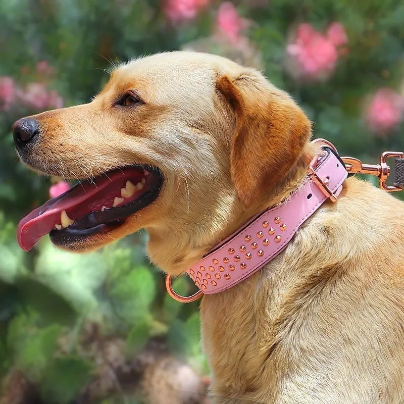 Black leather dog collar with metal rivets and buckle for large adult dogs