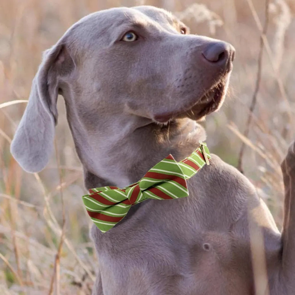 Striped engravable dog collar in candy green with matching bow accessory, showing adjustable buckle and sizing options