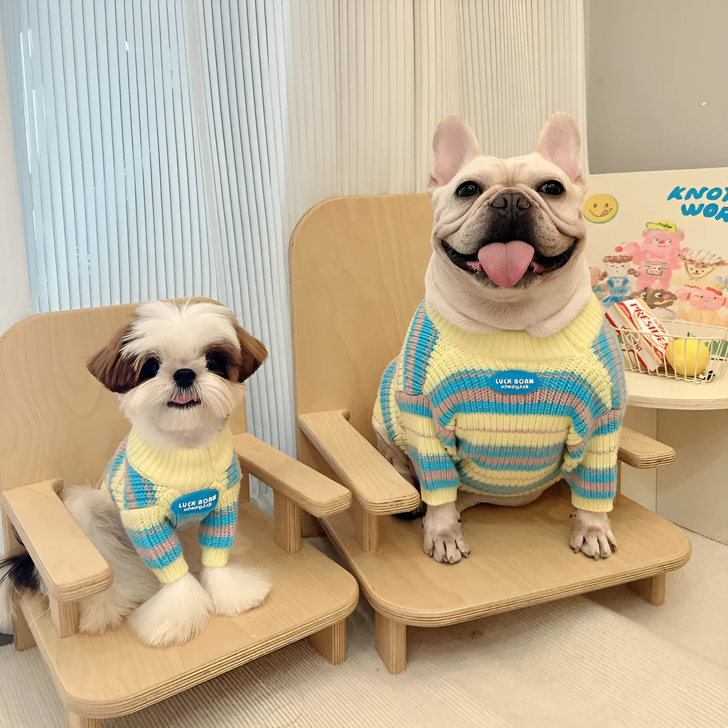Blue and yellow striped wool dog sweater for small breed dogs in casual style