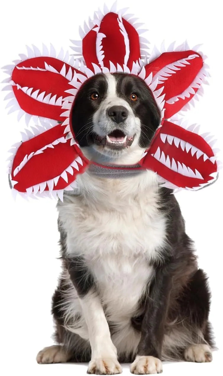Medium dog wearing Halloween costume with demon hat flower headband and chomper style top