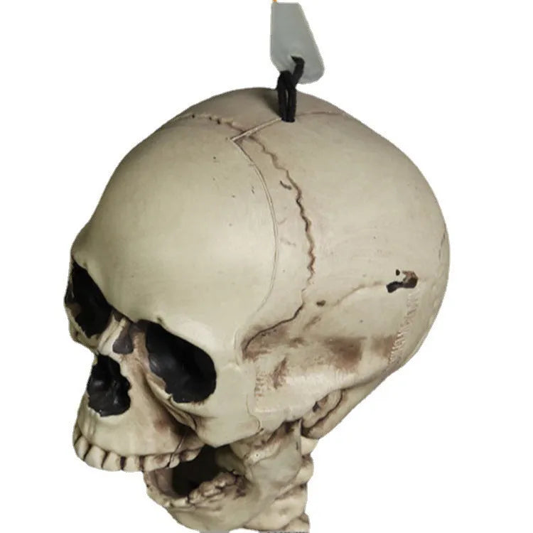 170cm tall plastic skeleton prop with articulated joints and detachable skull displayed in anatomical position