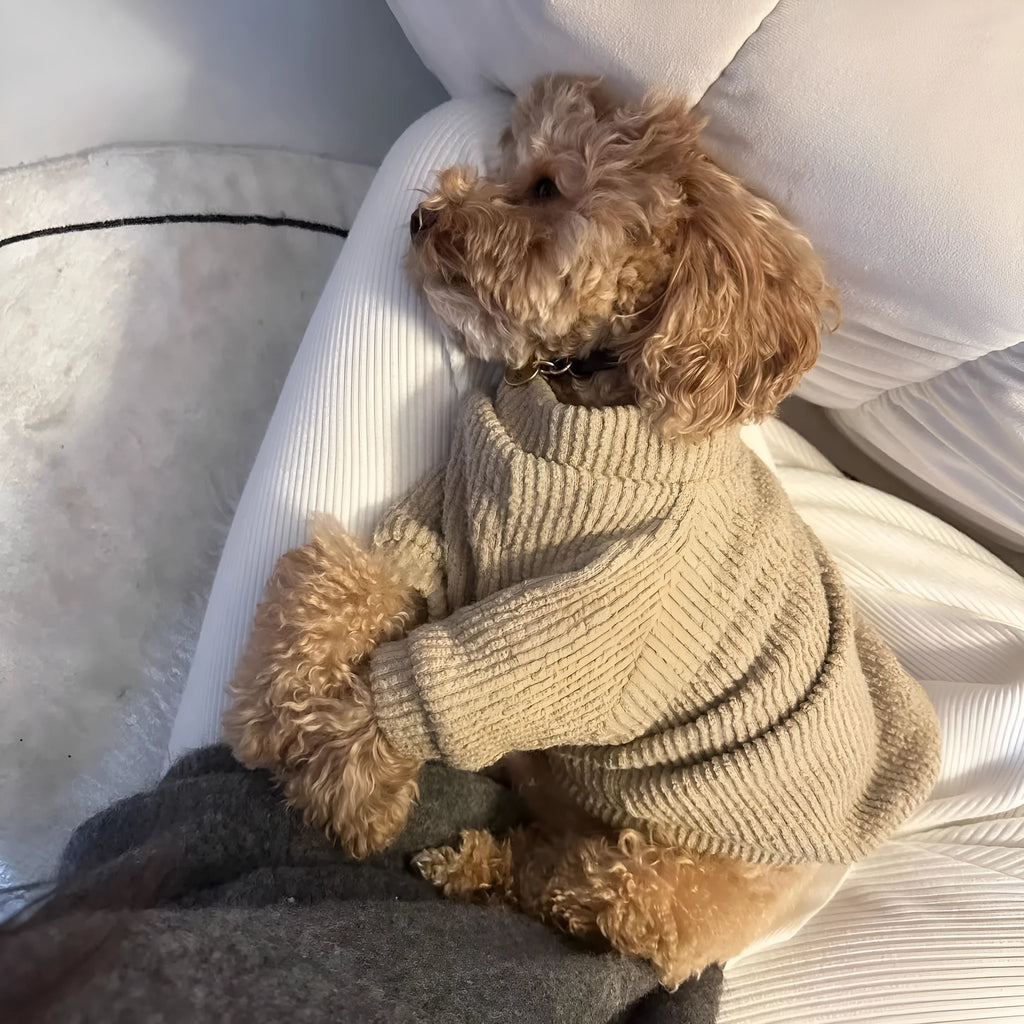 Brown knitted pullover sweater on a small dog, showing casual cloth design.