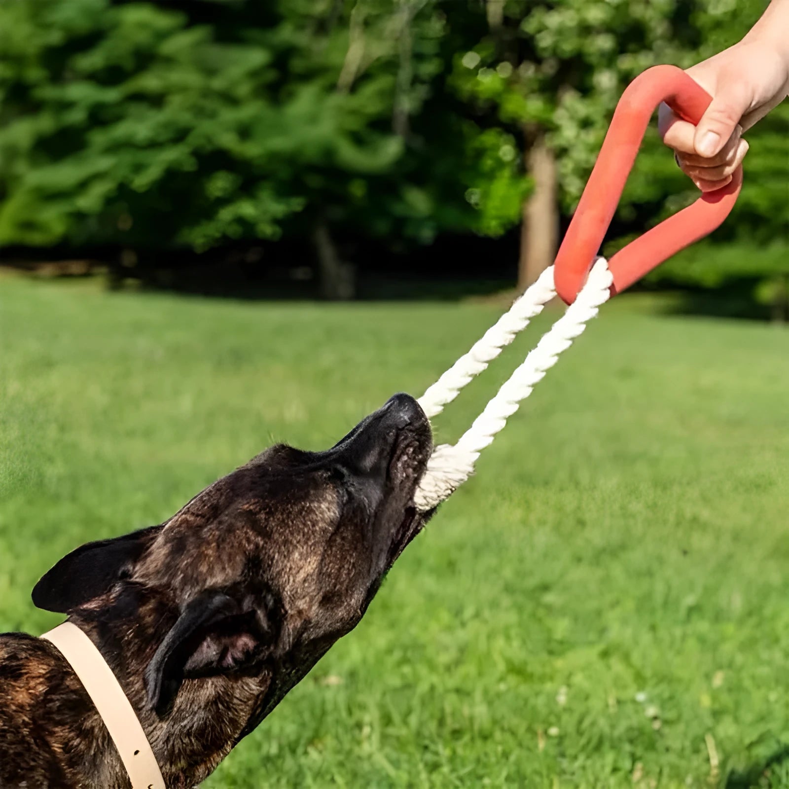 Large triangular cotton rope pull ring pet toy with a long leash in beige, pink, or purple colour options.