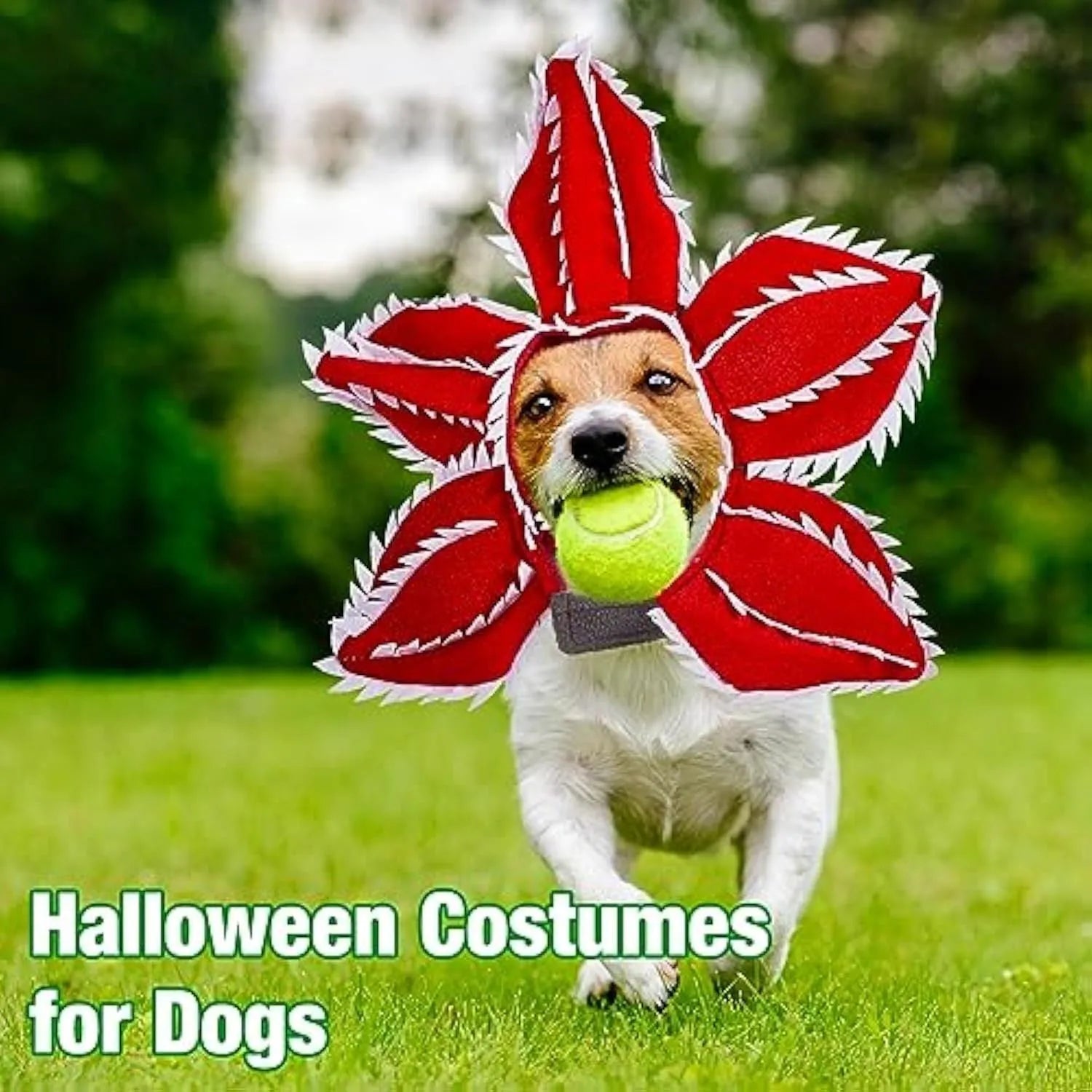 Medium dog wearing Halloween costume with demon hat flower headband and chomper style top