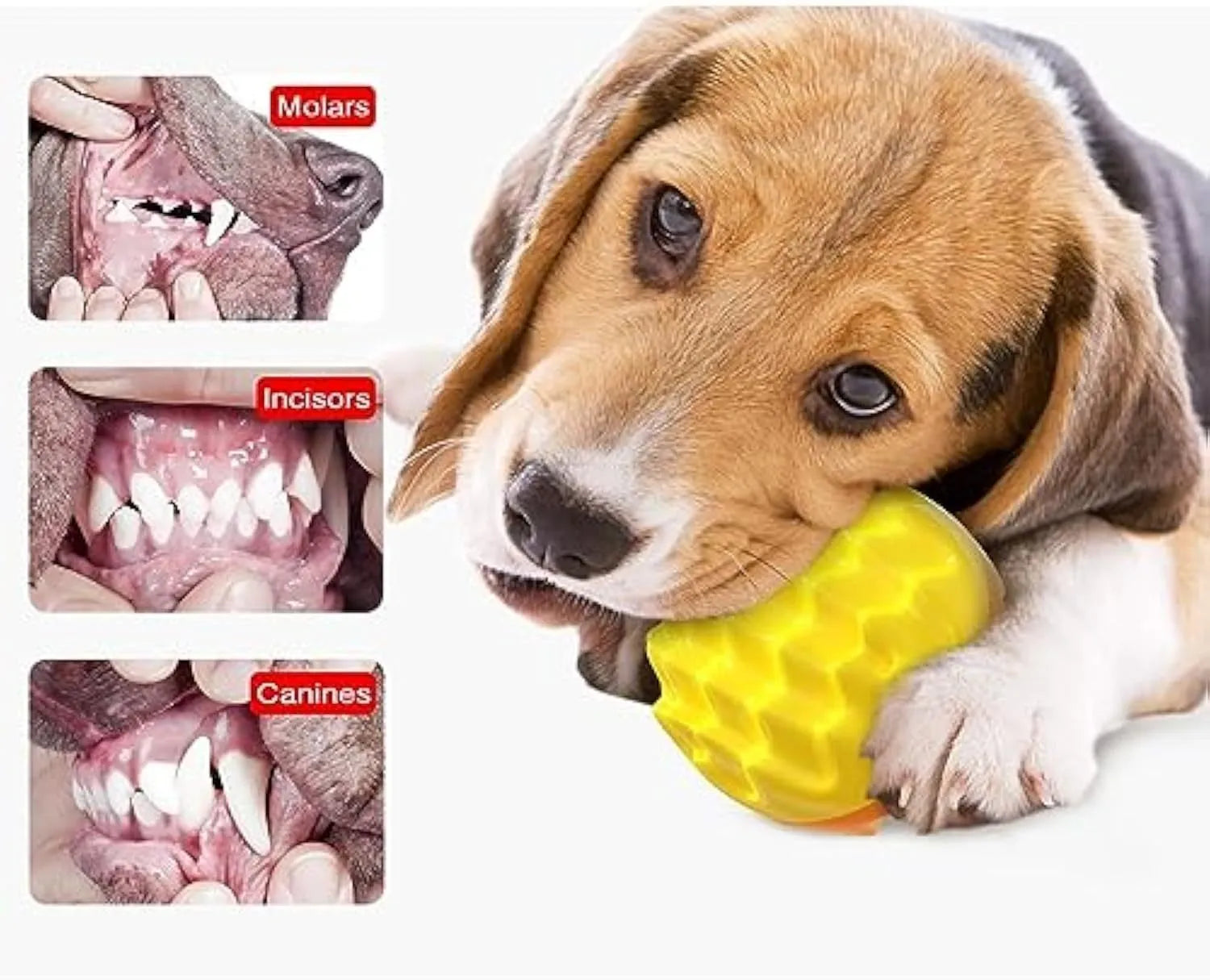 Blue squeaky dog ball toy with spiky texture for dental cleaning and water play