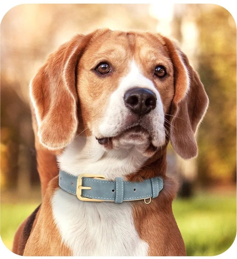 A rose red double-layer leather dog collar with a matching adjustable traction rope on a grey background.