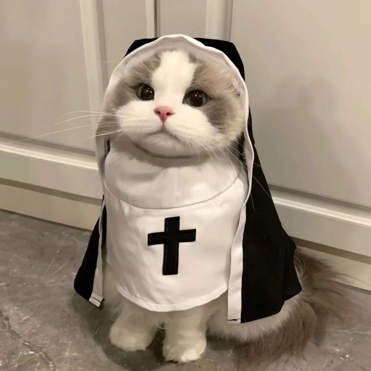 Black and white nun costume cloak outfit on a small or medium dog for Halloween.
