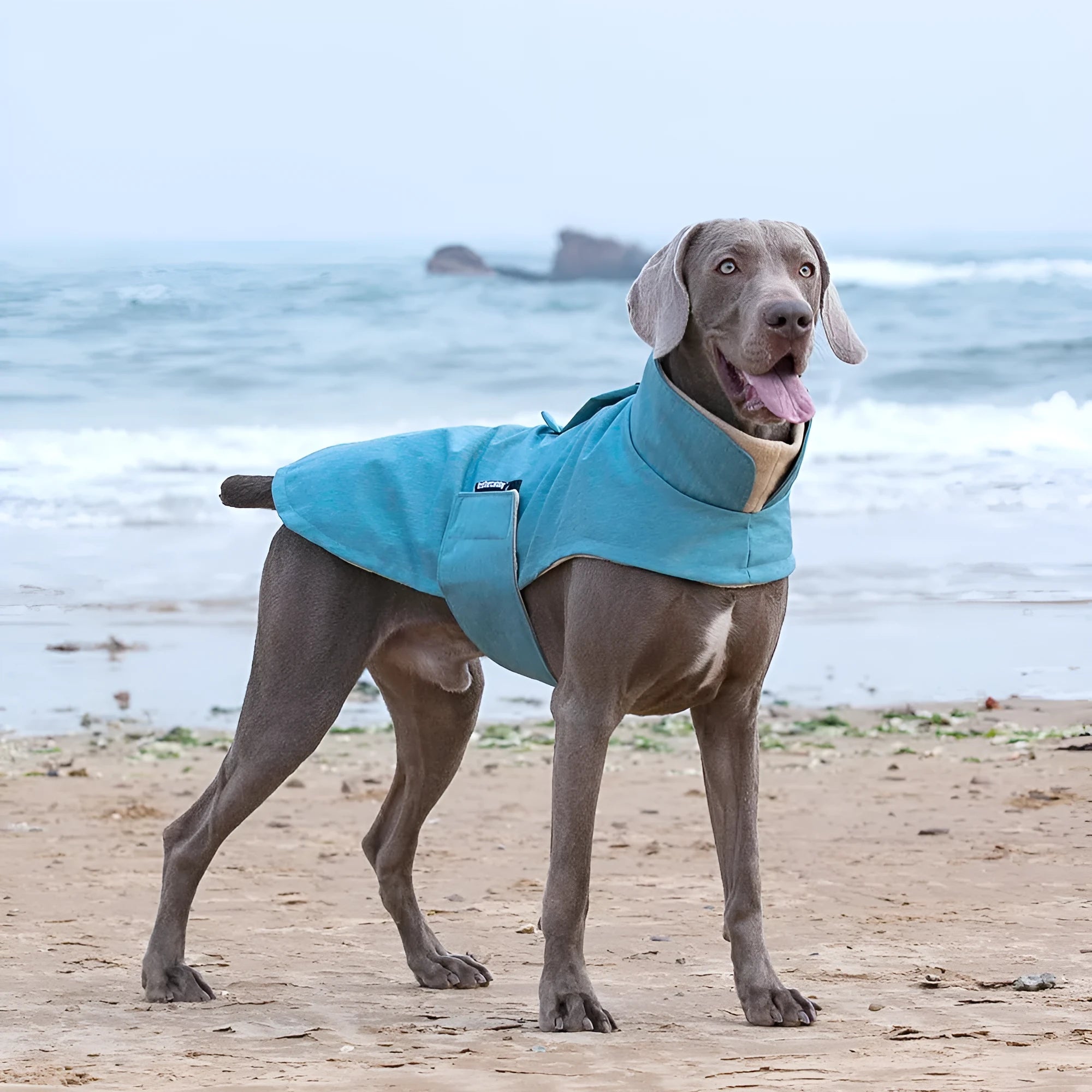 Polyester dog cold-proof vest in rose red, light blue, or grey for medium to large breed dogs