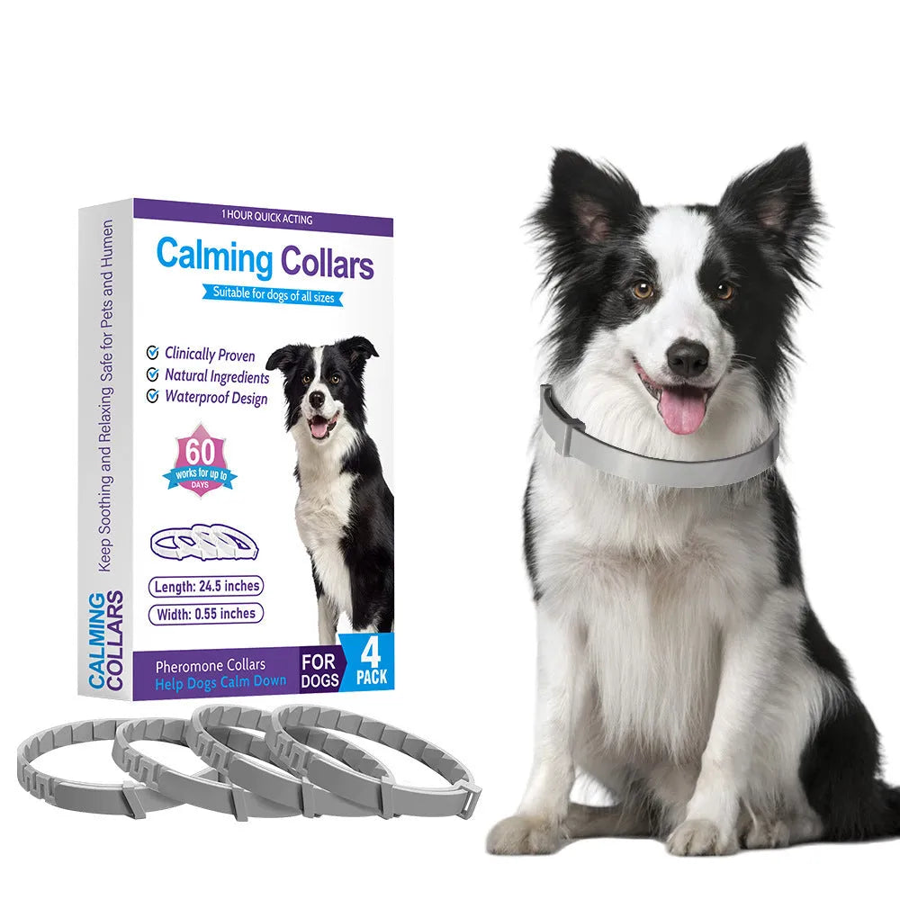 Four identical TPR dog collars in different colours on a white background.