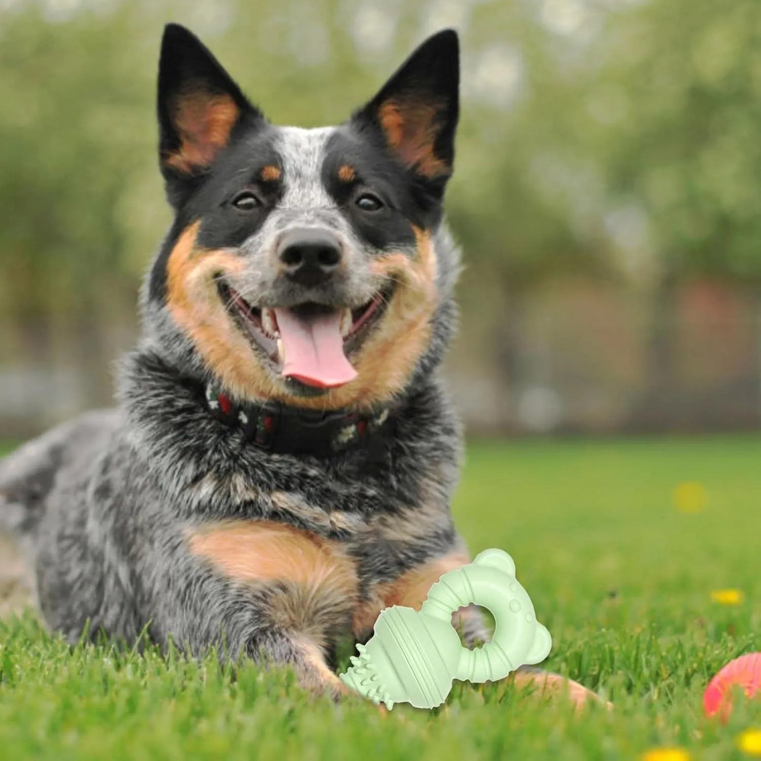 Blue molar-shaped rubber dog chew toy with textured surface for aggressive chewers