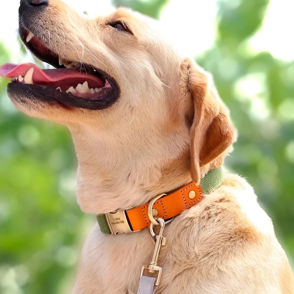 Mohair small dog collar and leash set in Mo Landi colours with adjustable neck ring