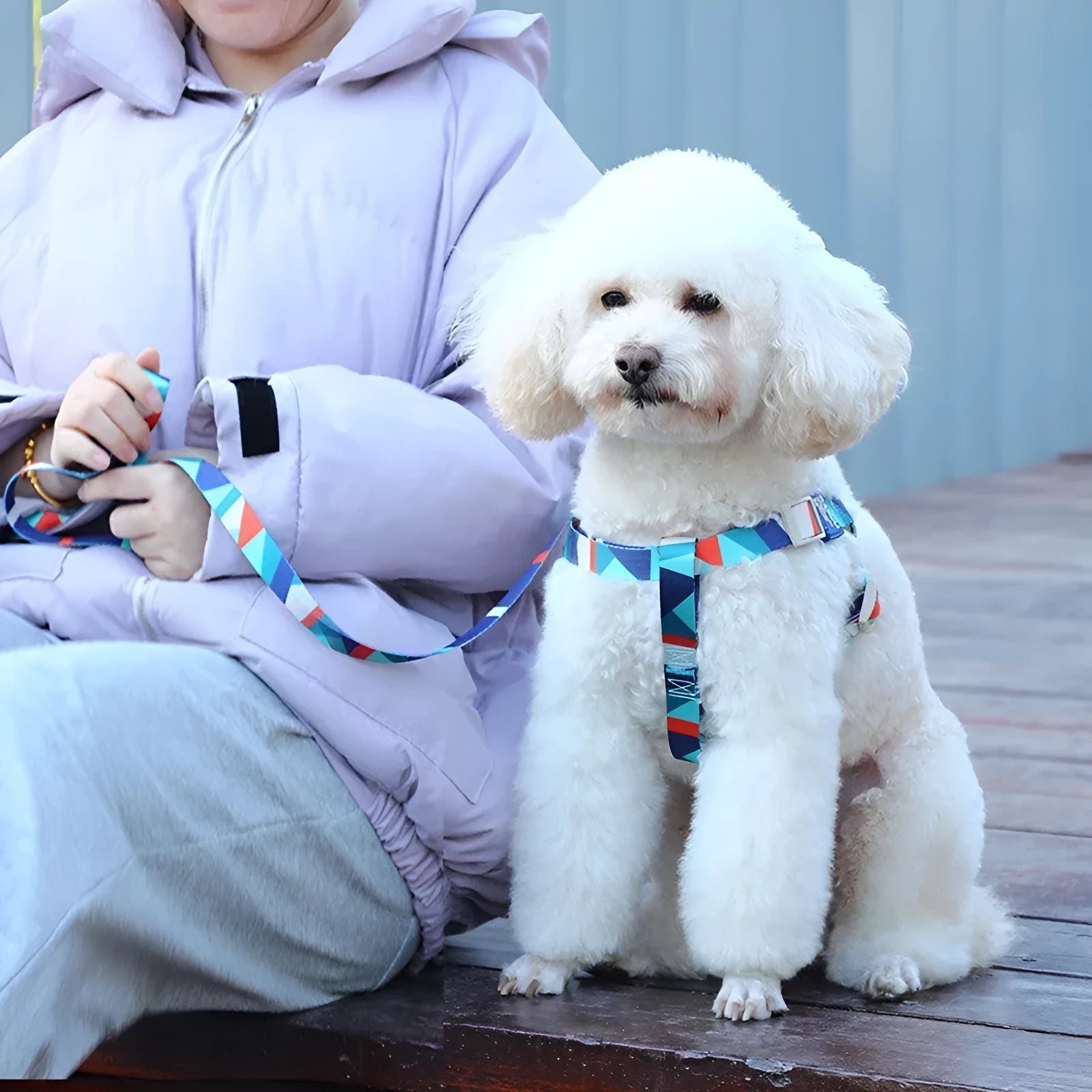 Blue polyester dog harness and lead combo set showing adjustable chest strap and attached rope.