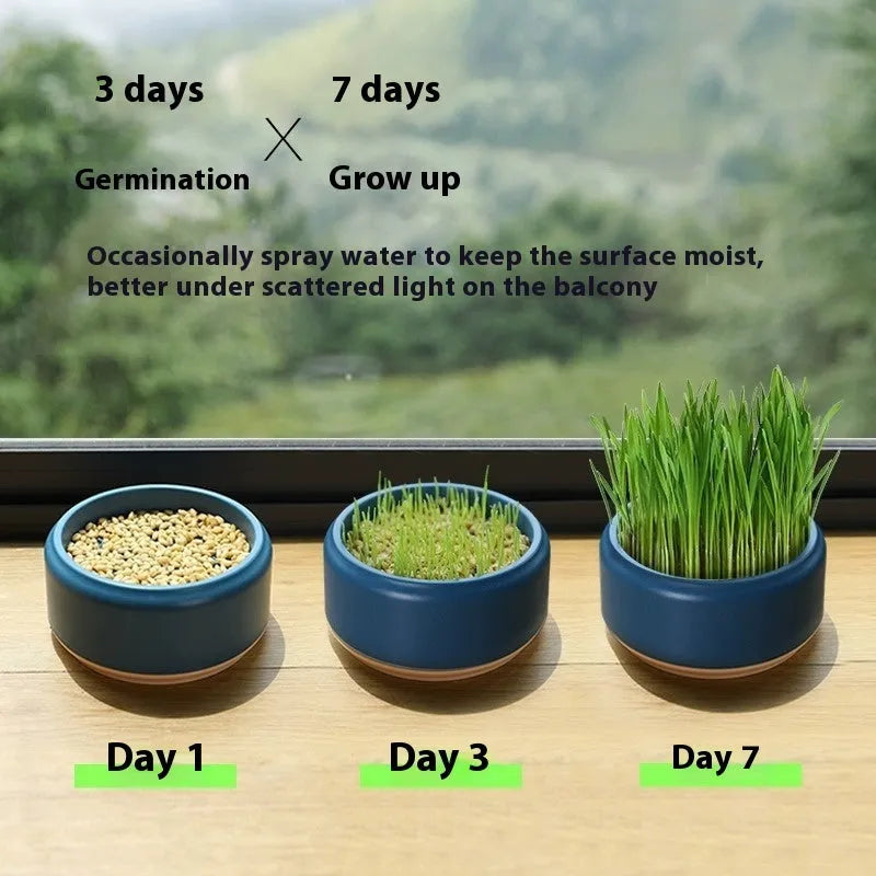 Blue hydroponic cat grass kit with a reusable plastic cup and five packets of wheatgrass seeds.
