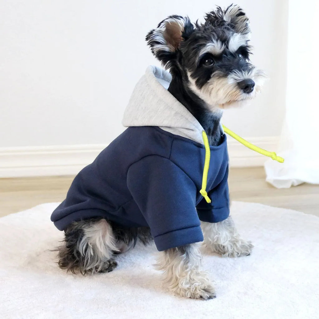 Dark red British-style dog hooded pullover jumper on a model dog