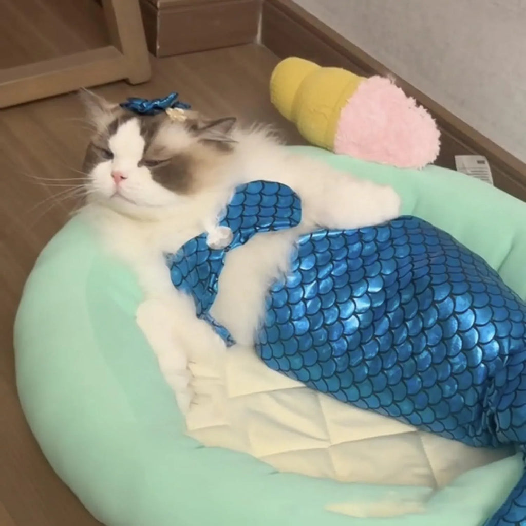 Blue pet mermaid costume on small cat with fish tail and decorative bow